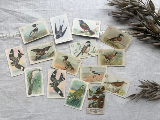 Vintage Bird Trading Cards