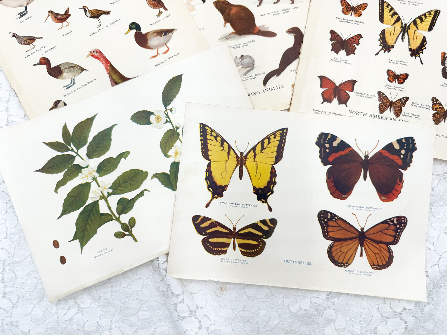 Vintage Print Set