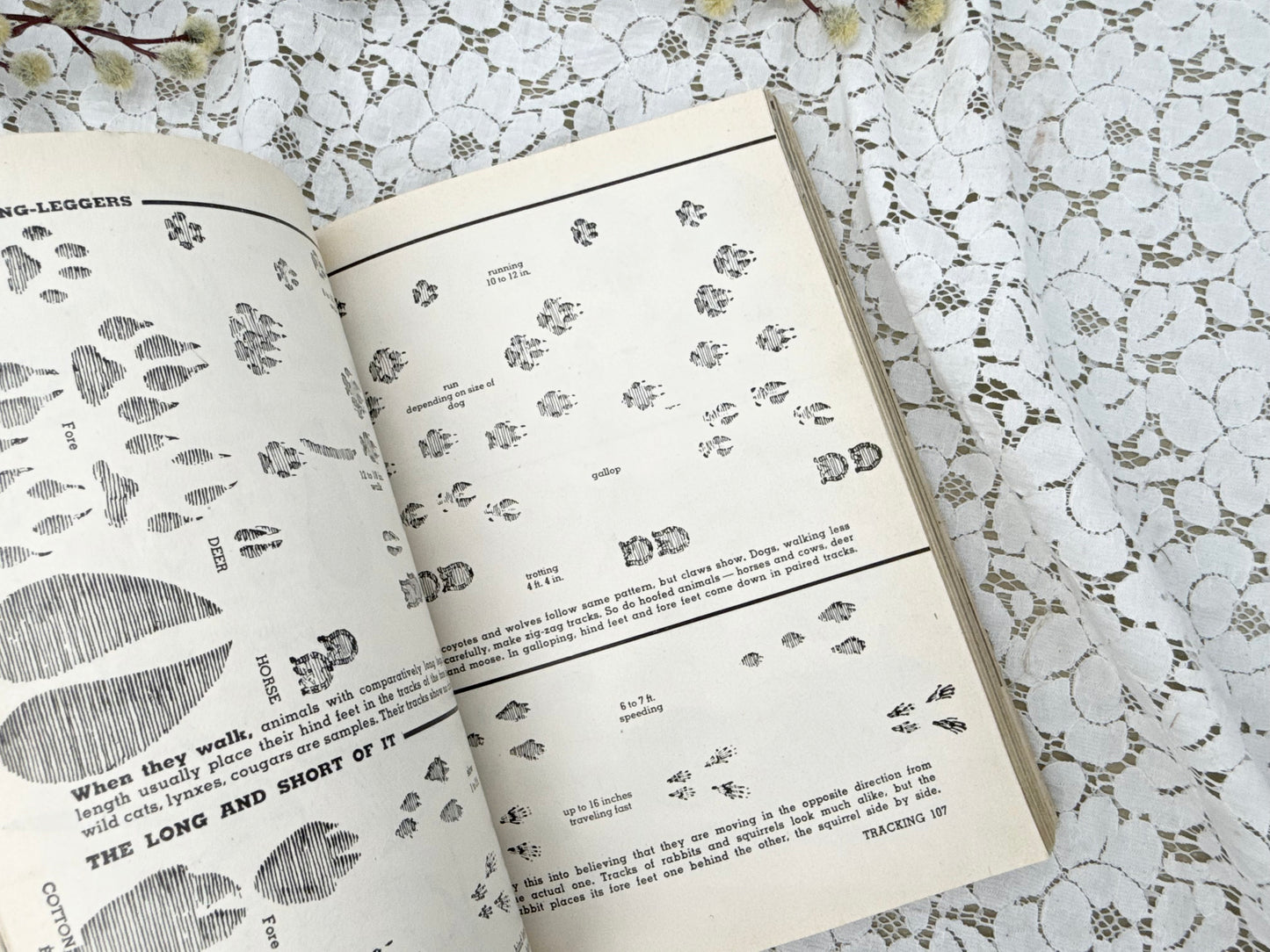 Scout Field Guide