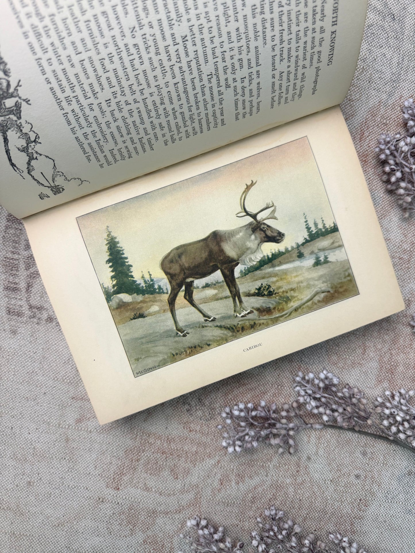 The Nature Library- Animals