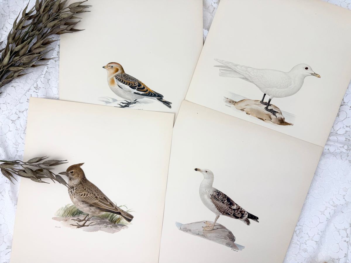 Vintage Bird Print Set