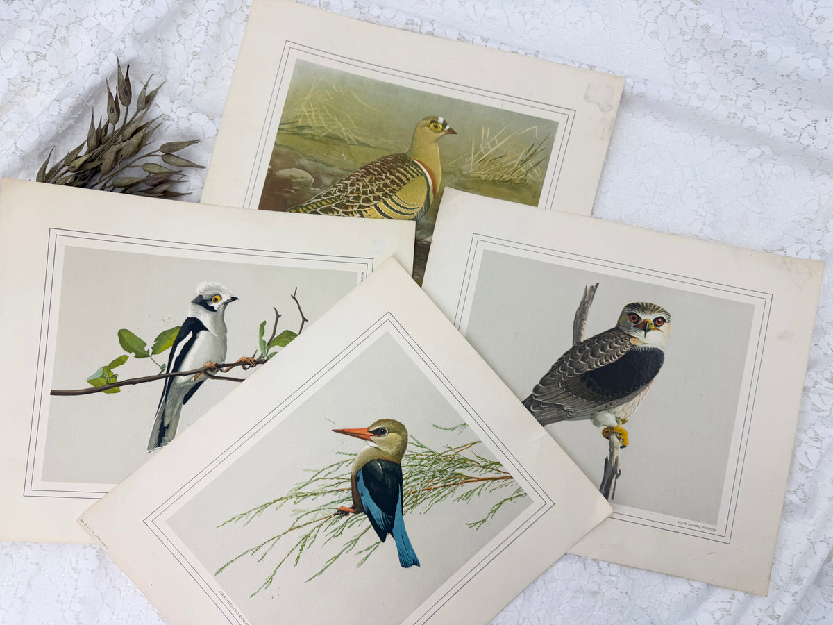 Vintage Bird Print Set