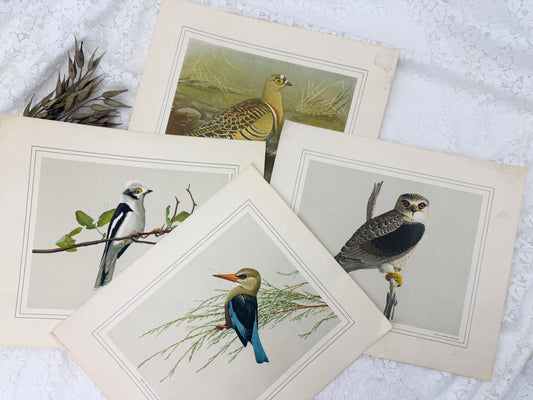 Vintage Bird Print Set