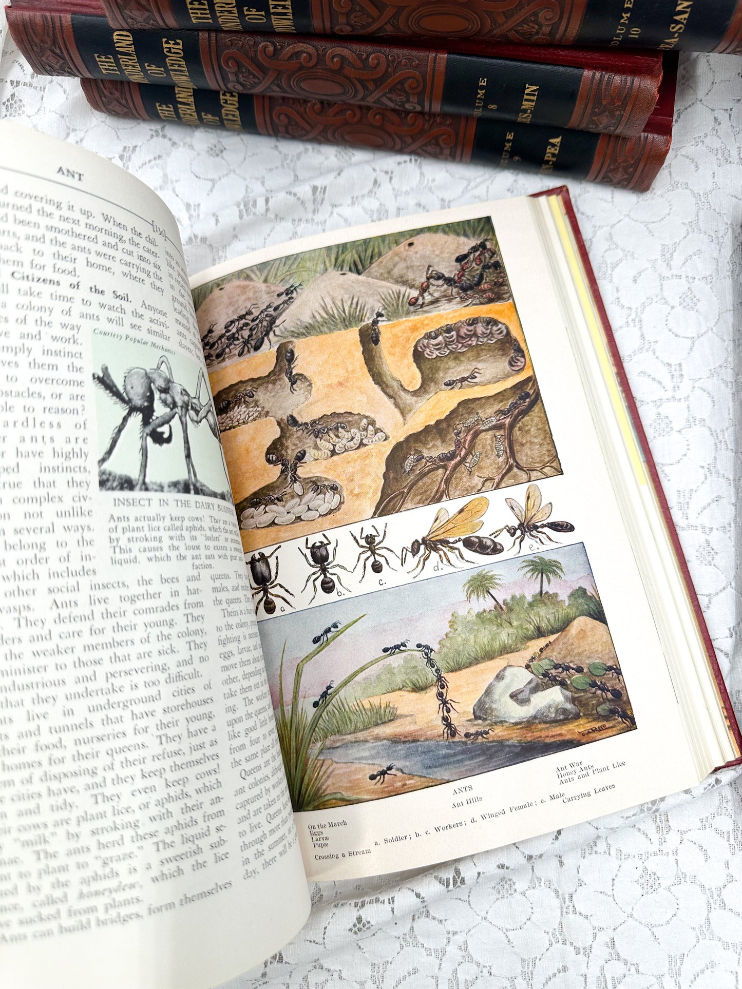 Embossed Book- The Wonderland of Knowledge (12 Available)