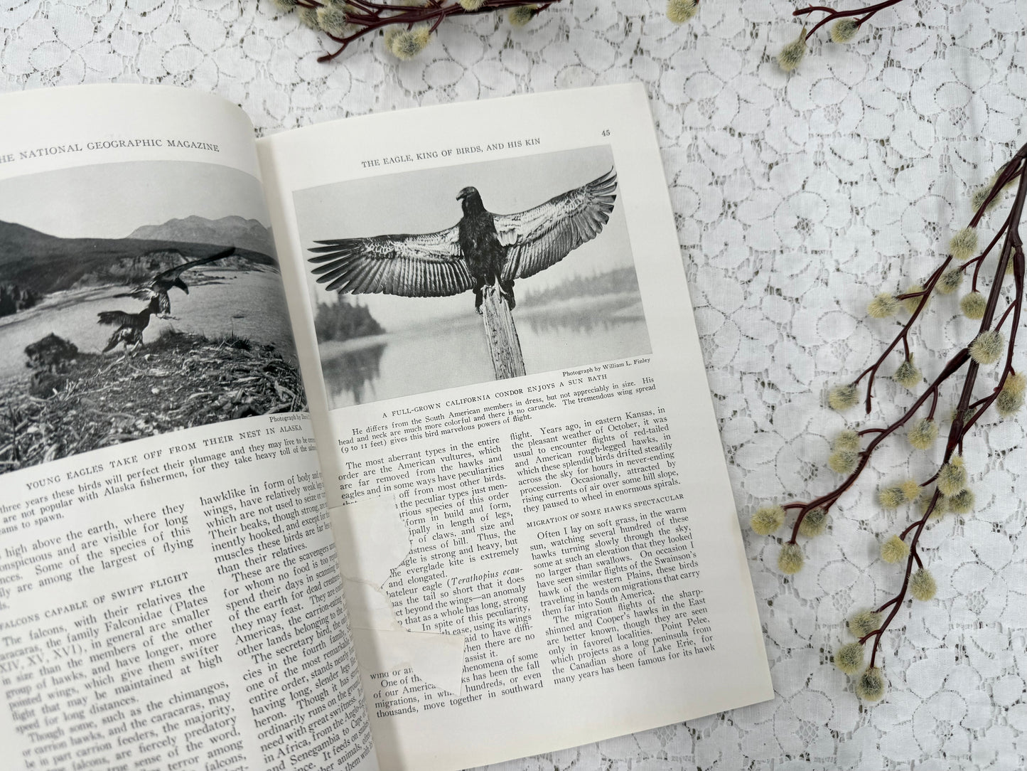 National Geographic with Bird Plates