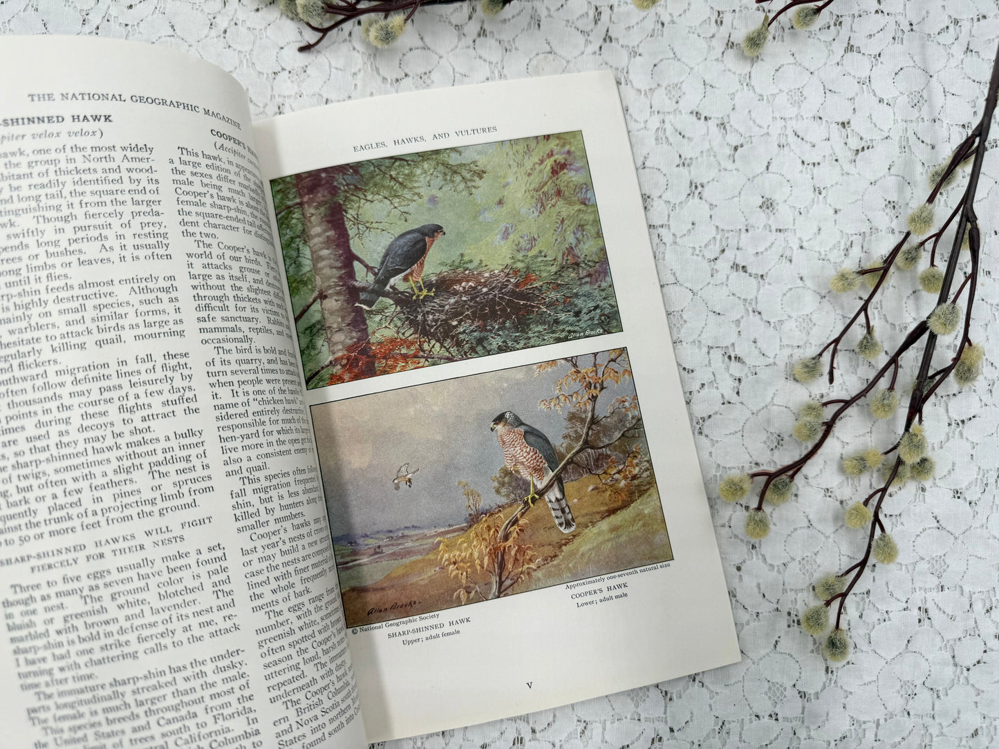National Geographic with Bird Plates