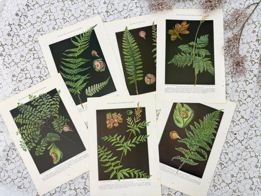 Vintage Fern Prints