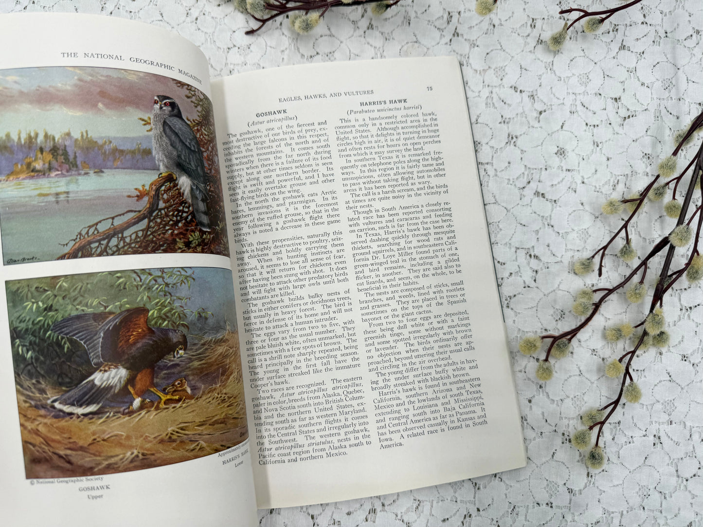 National Geographic with Bird Plates