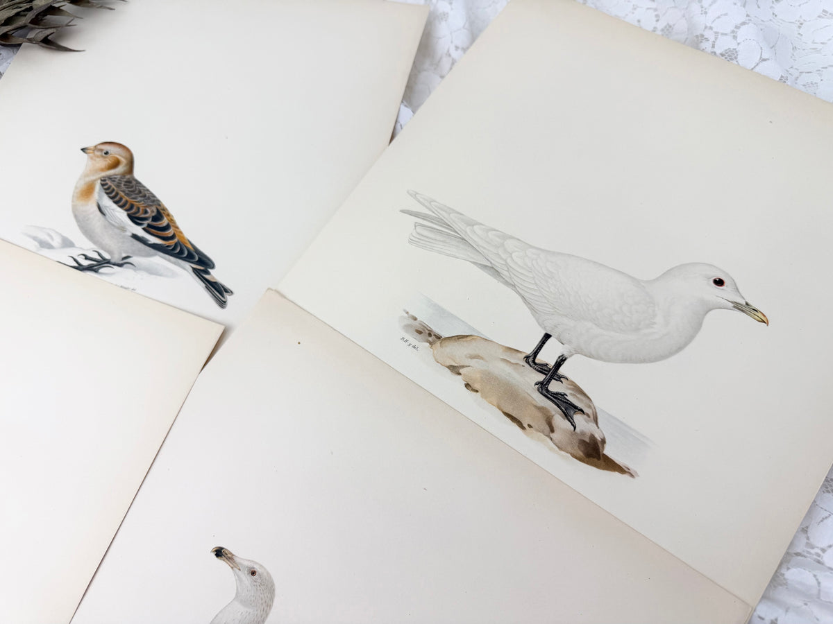 Vintage Bird Print Set
