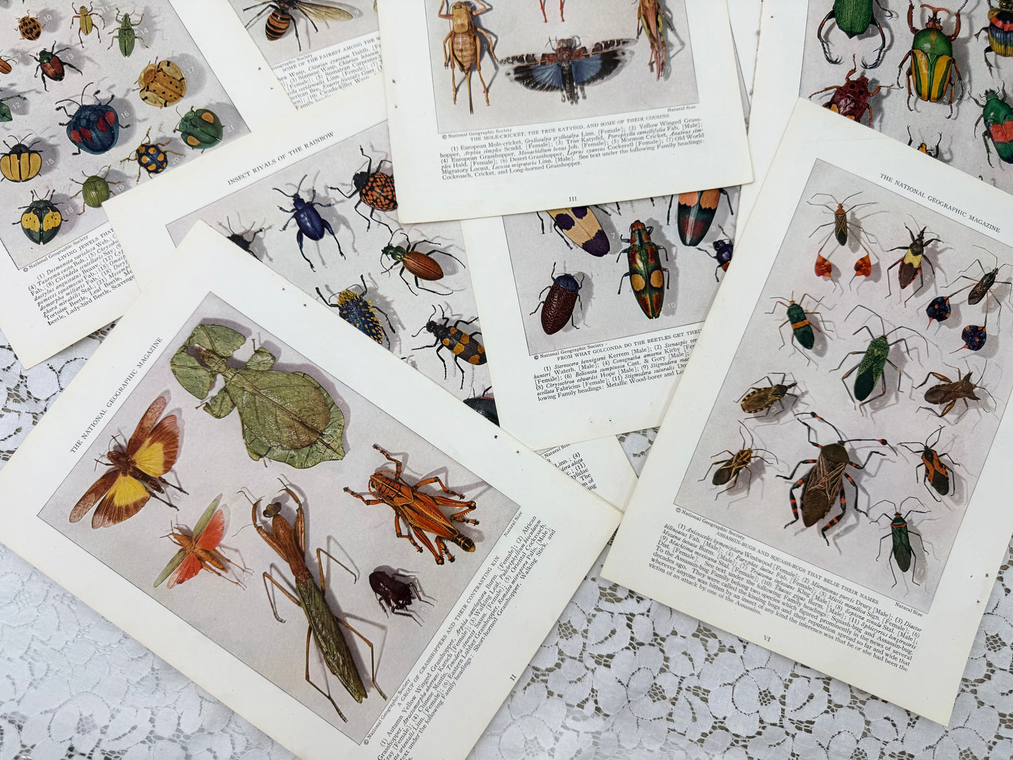Vintage Insect Prints