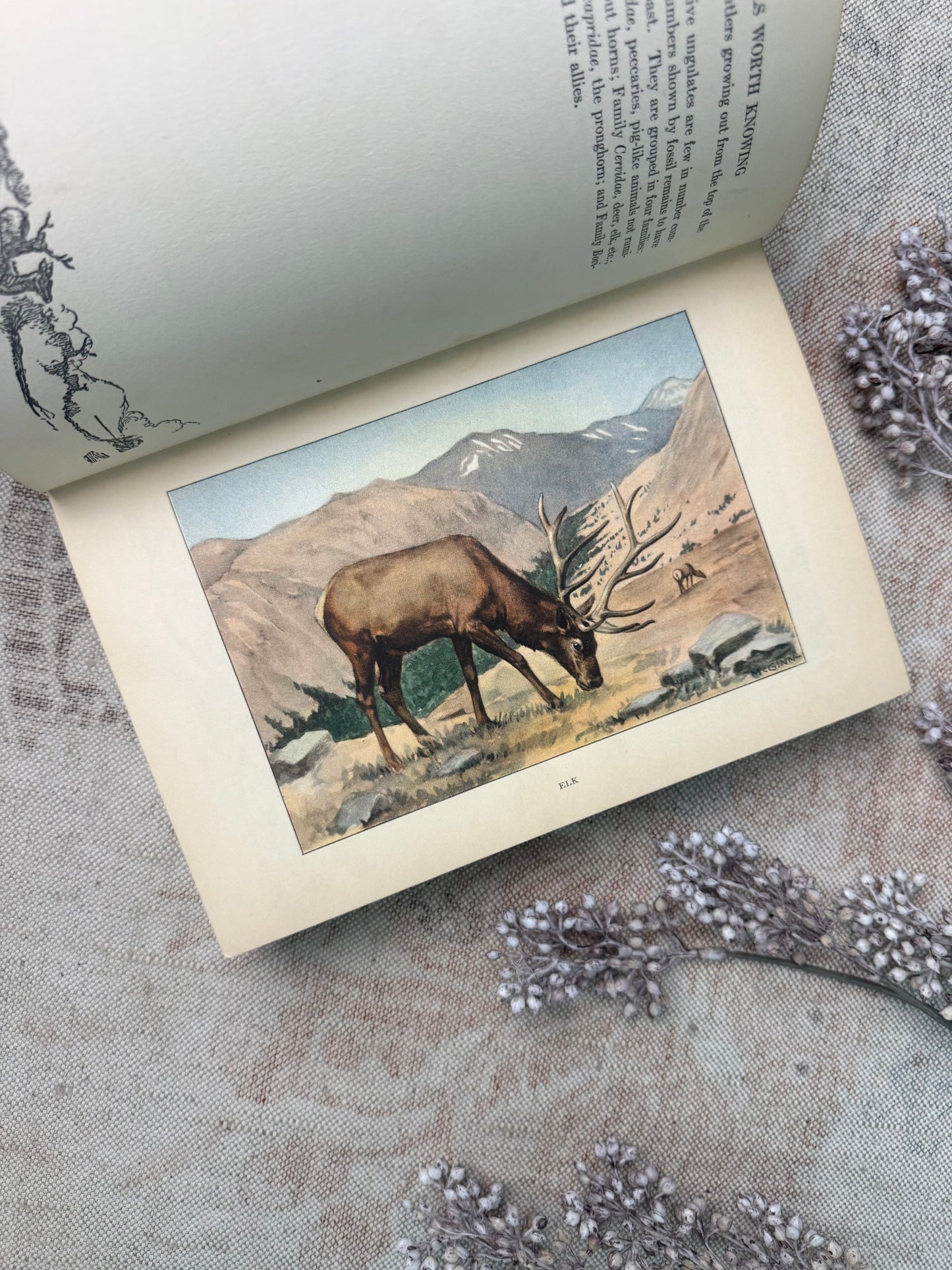The Nature Library- Animals