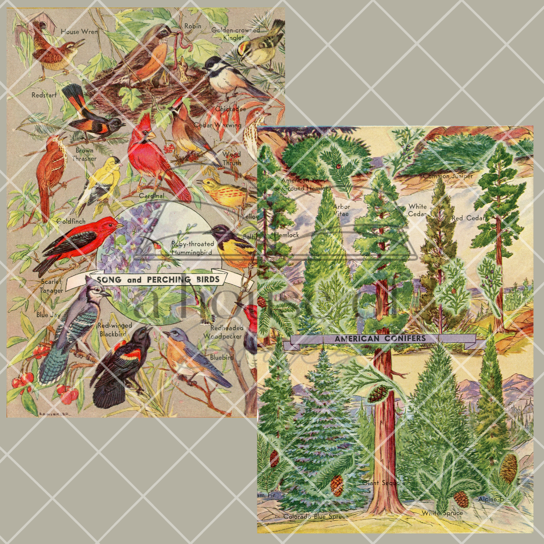 Encyclopedia Pages- Digital Download