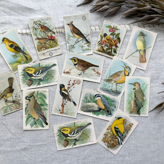 Vintage Bird Trading Card Set