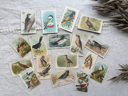 Vintage Bird Trading Cards