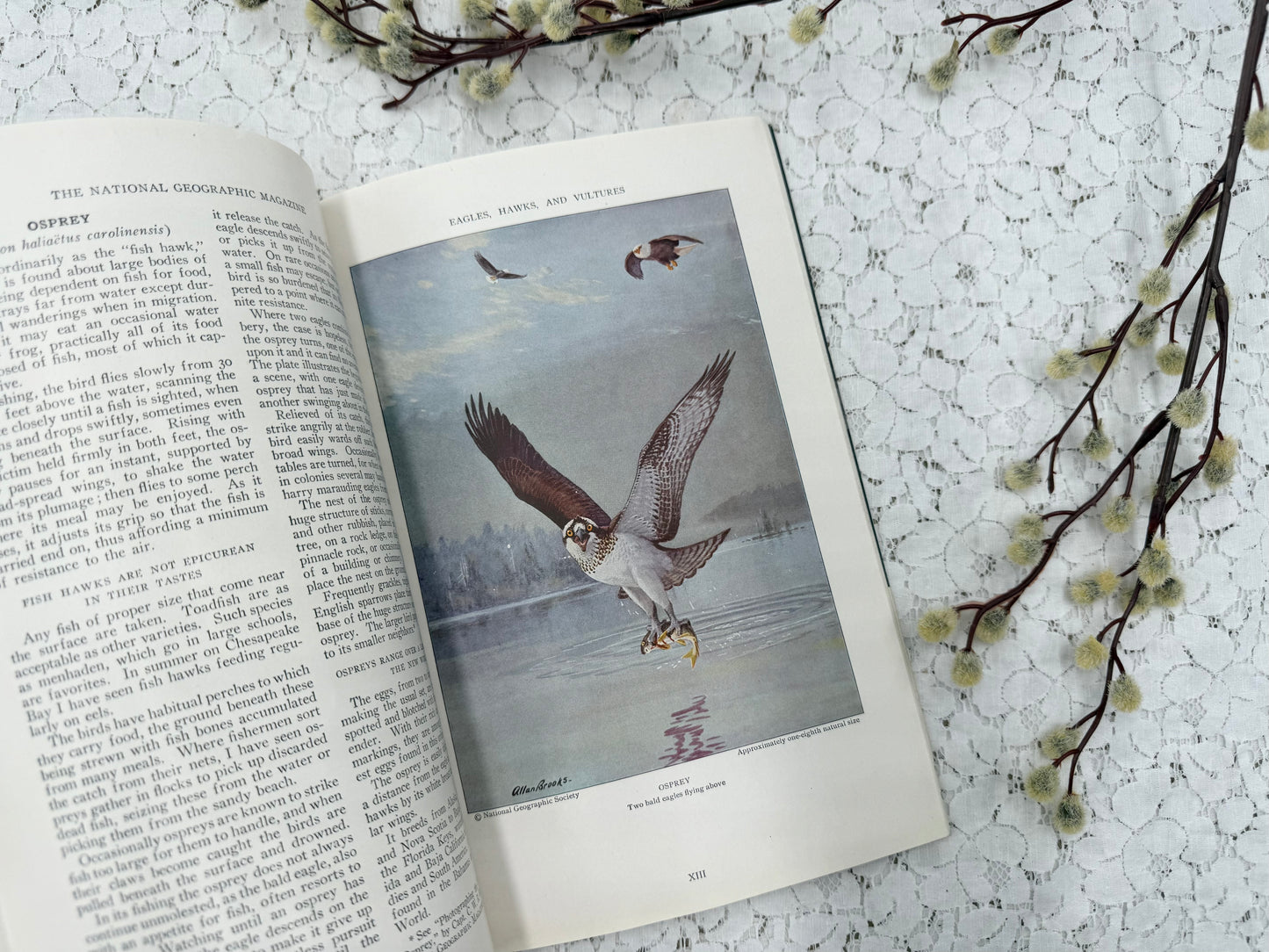 National Geographic with Bird Plates
