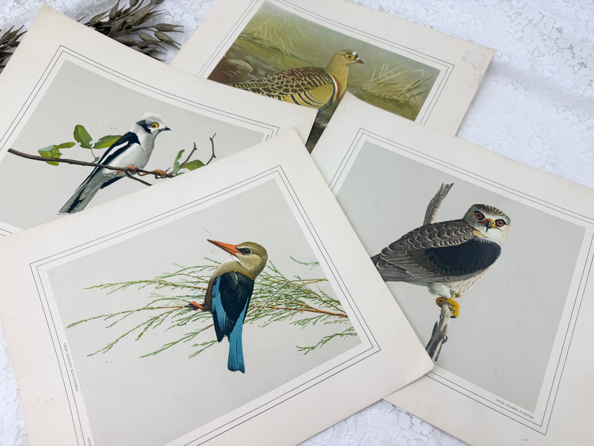 Vintage Bird Print Set