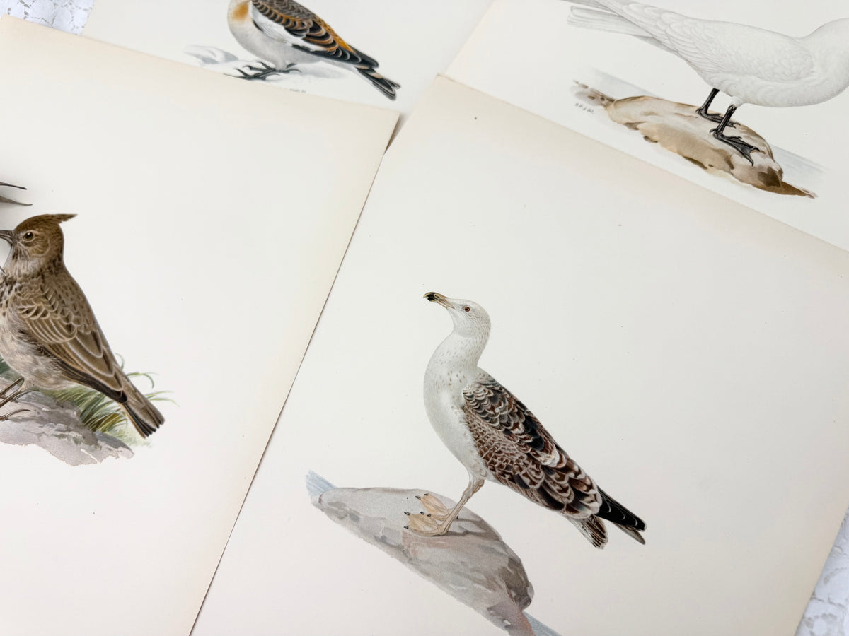 Vintage Bird Print Set