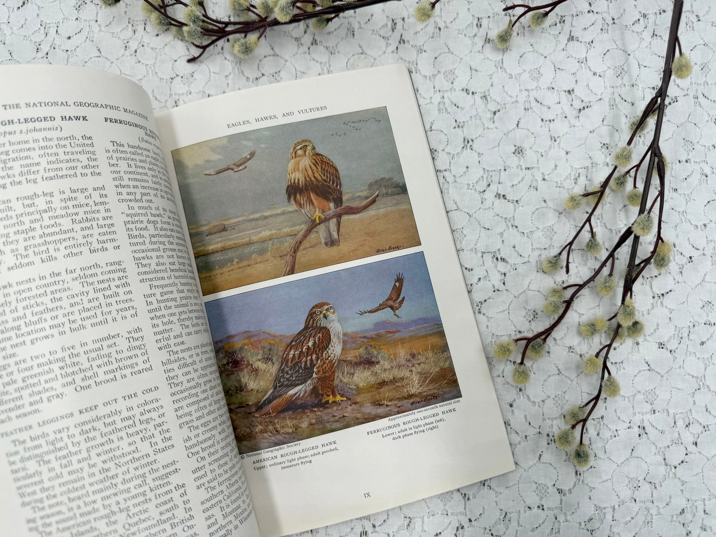 National Geographic with Bird Plates