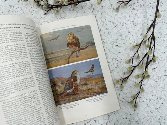 National Geographic with Bird Plates