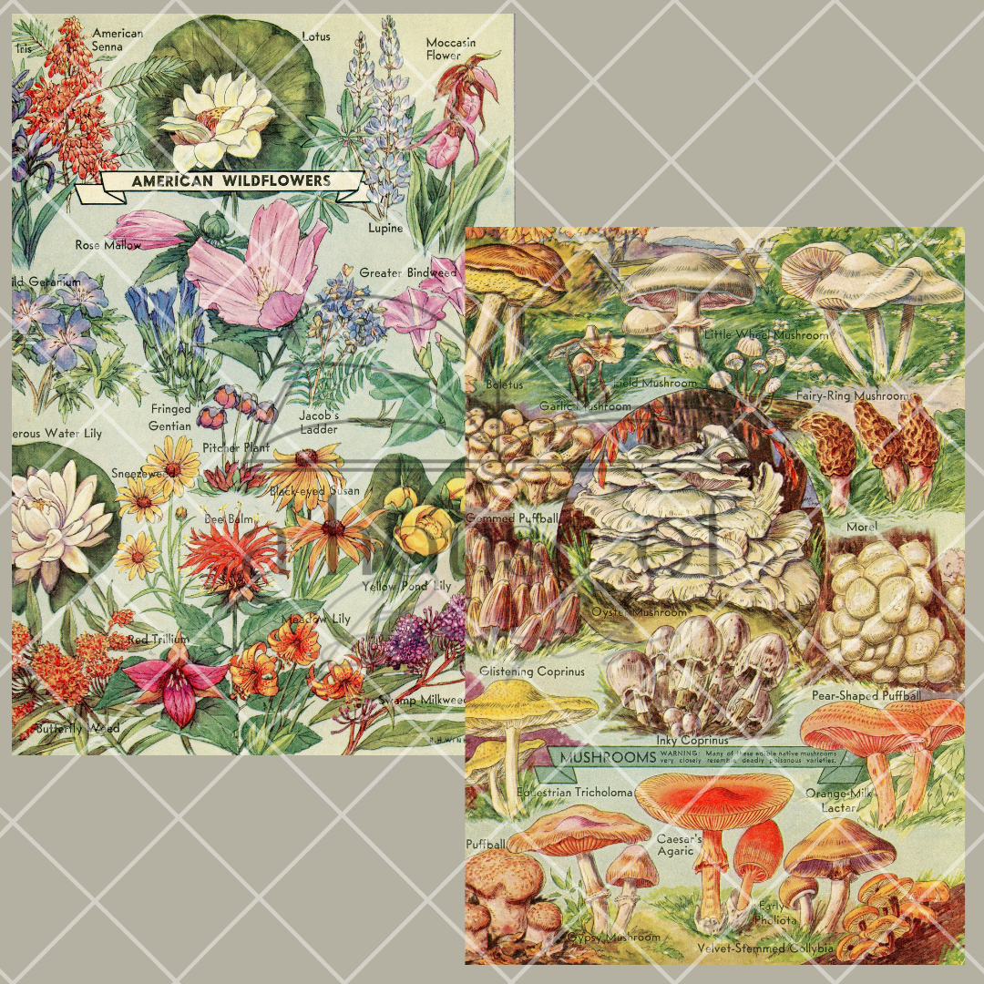 Encyclopedia Pages- Digital Download