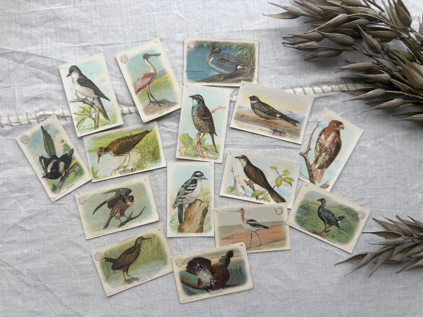 Vintage Bird Trading Cards