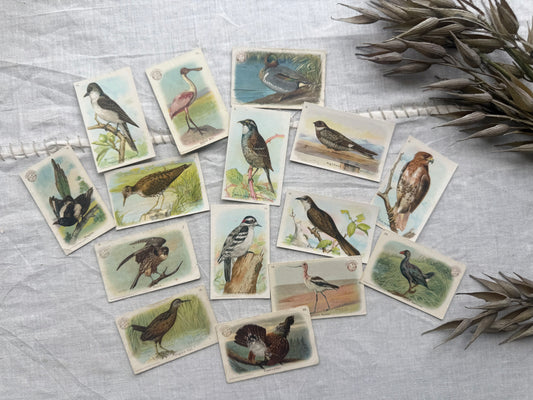 Vintage Bird Trading Cards