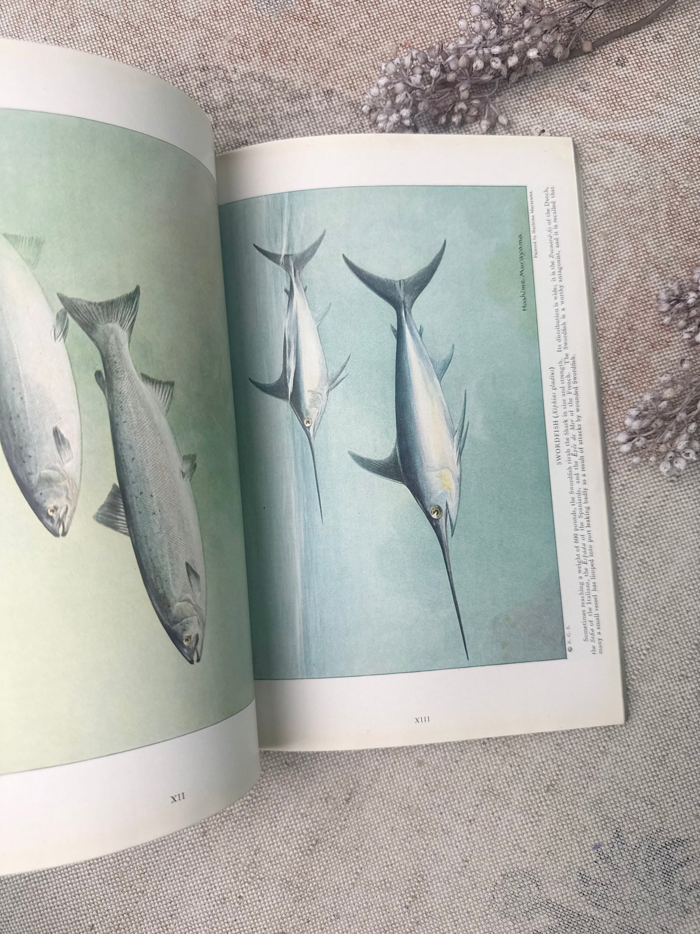 National Geographic Magazine