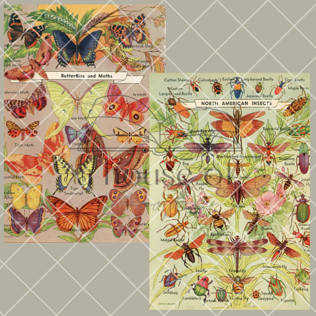 Encyclopedia Pages- Digital Download