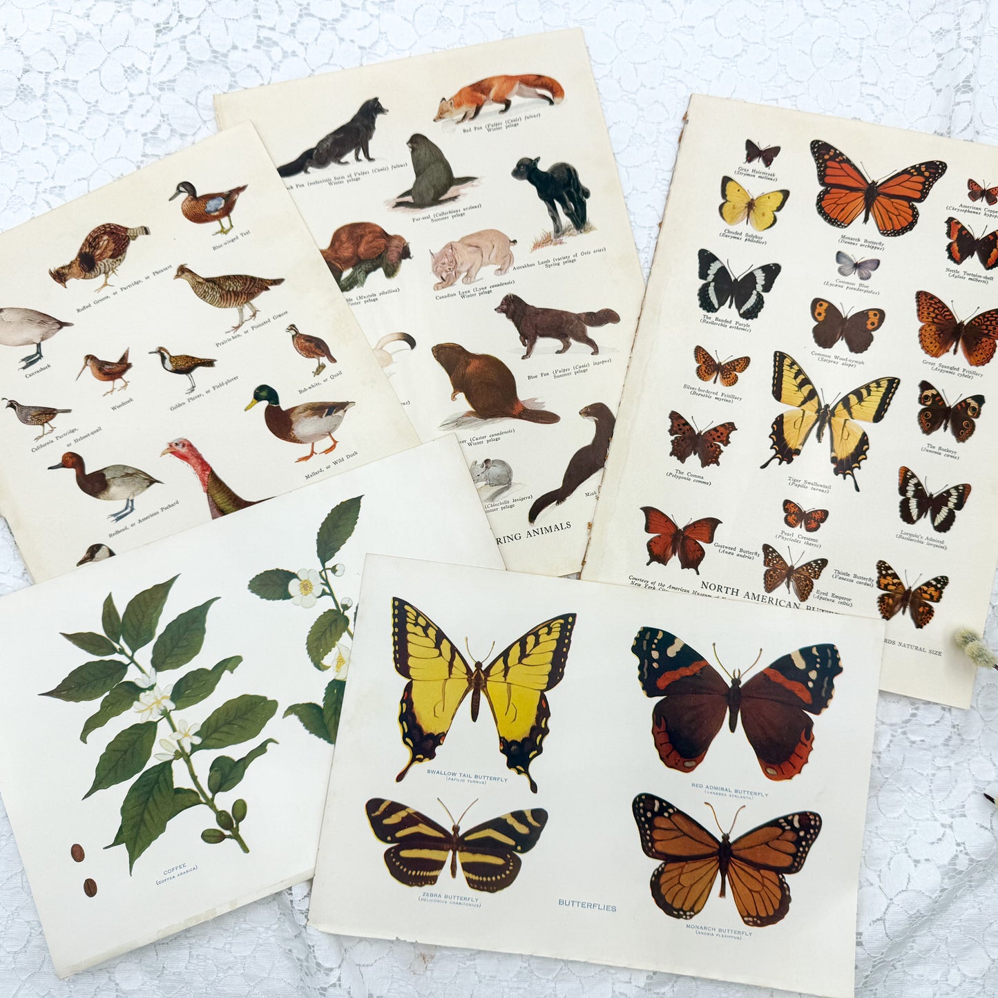 Vintage Print Set