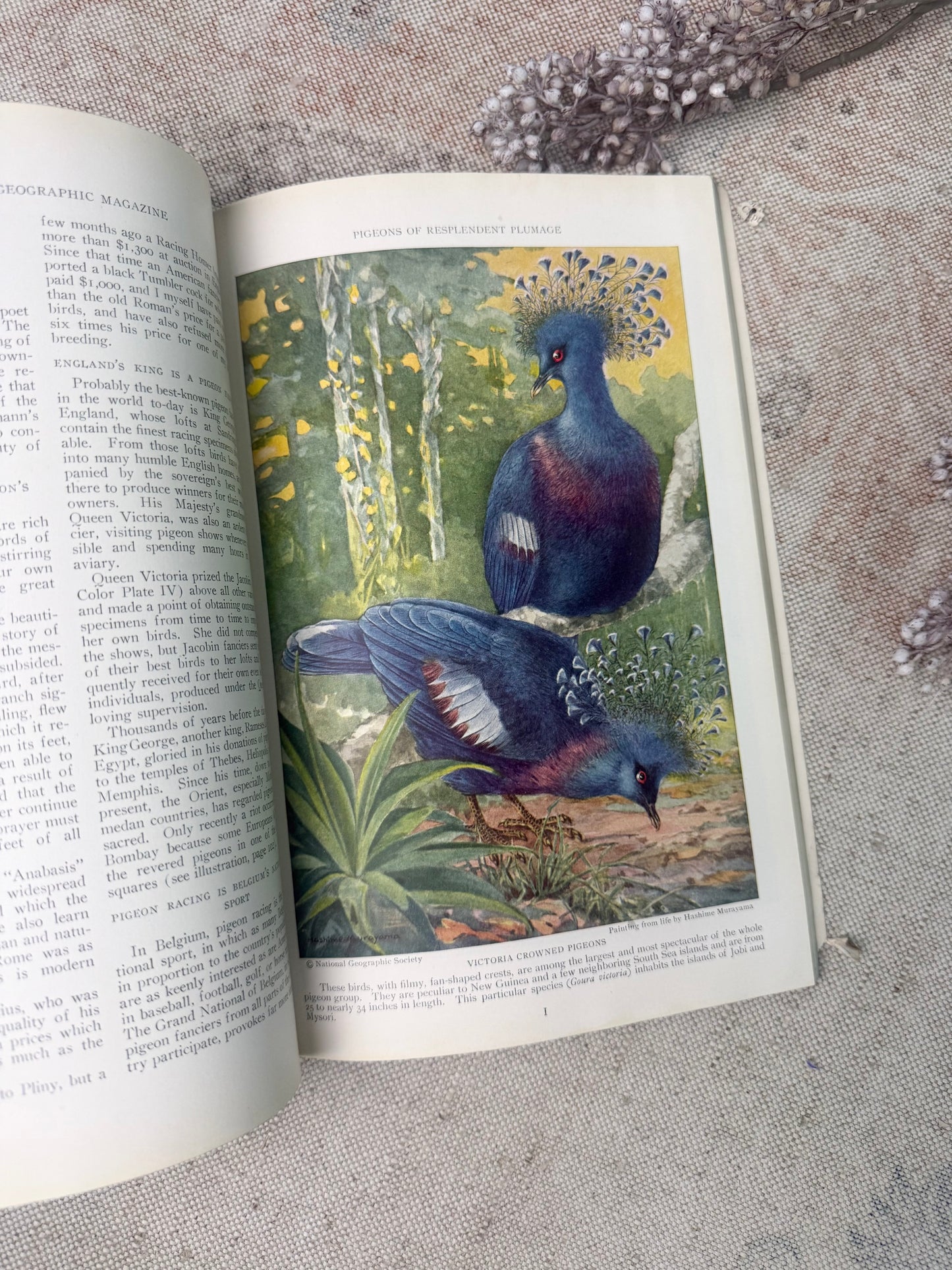 National Geographic Magazine