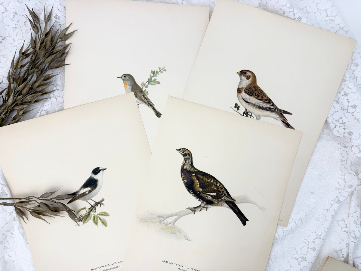 Vintage Bird Print Set