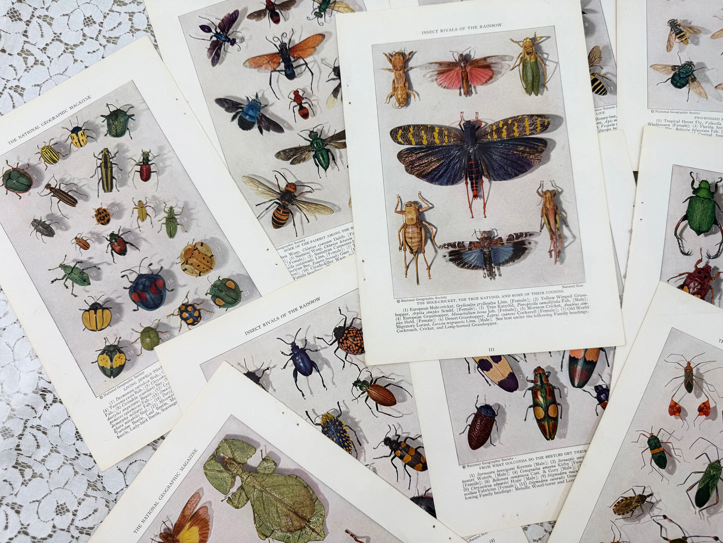Vintage Insect Prints
