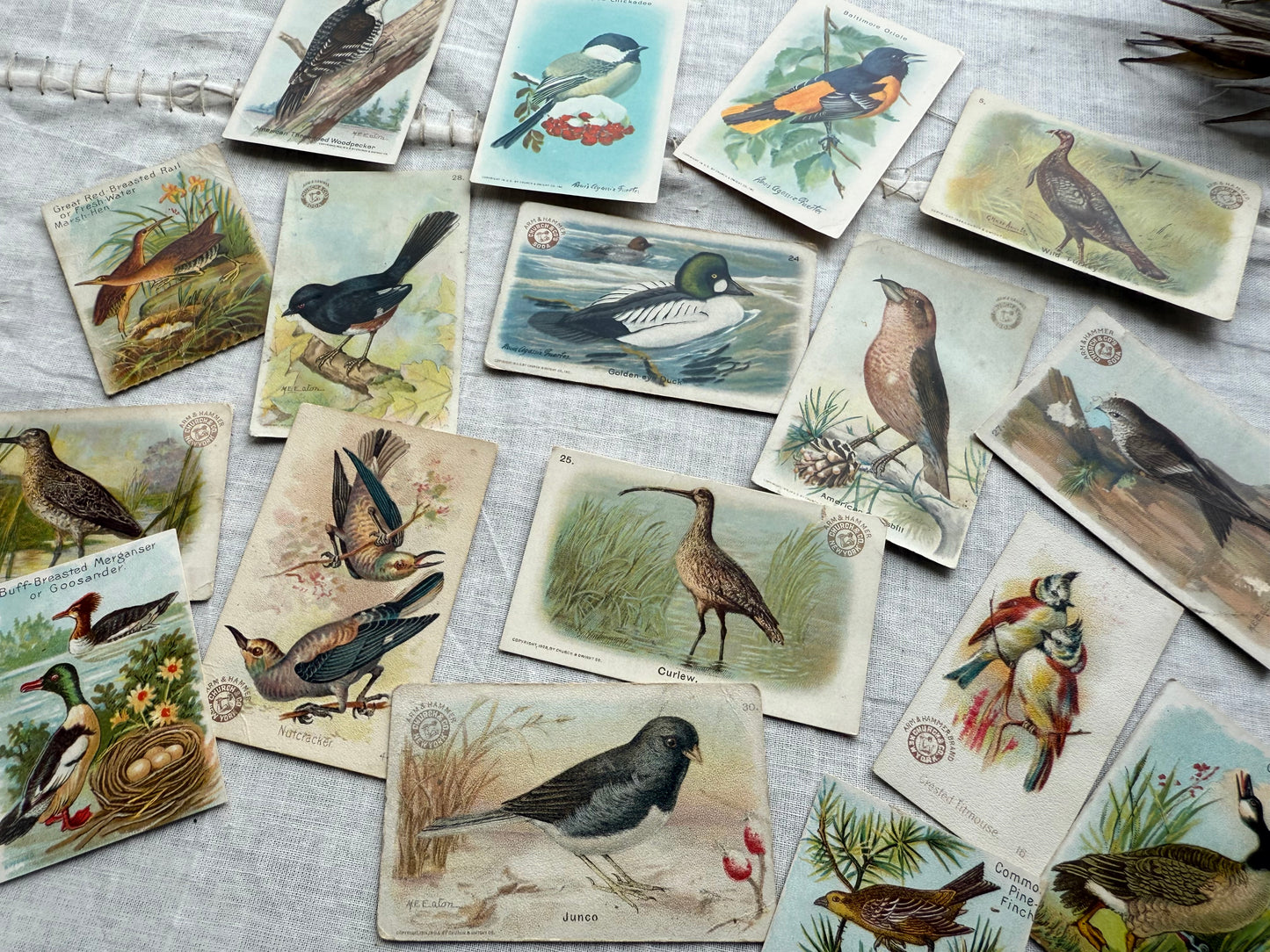 Vintage Bird Trading Cards