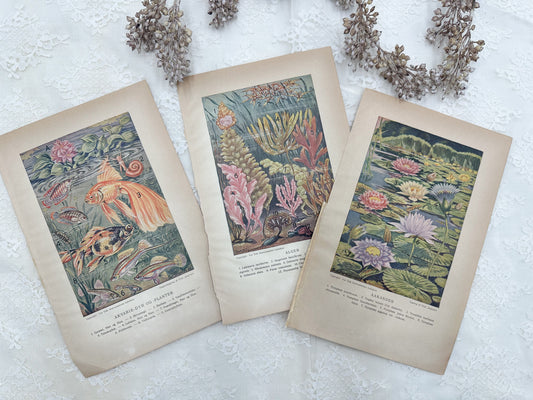 Vintage Encyclopedia Prints