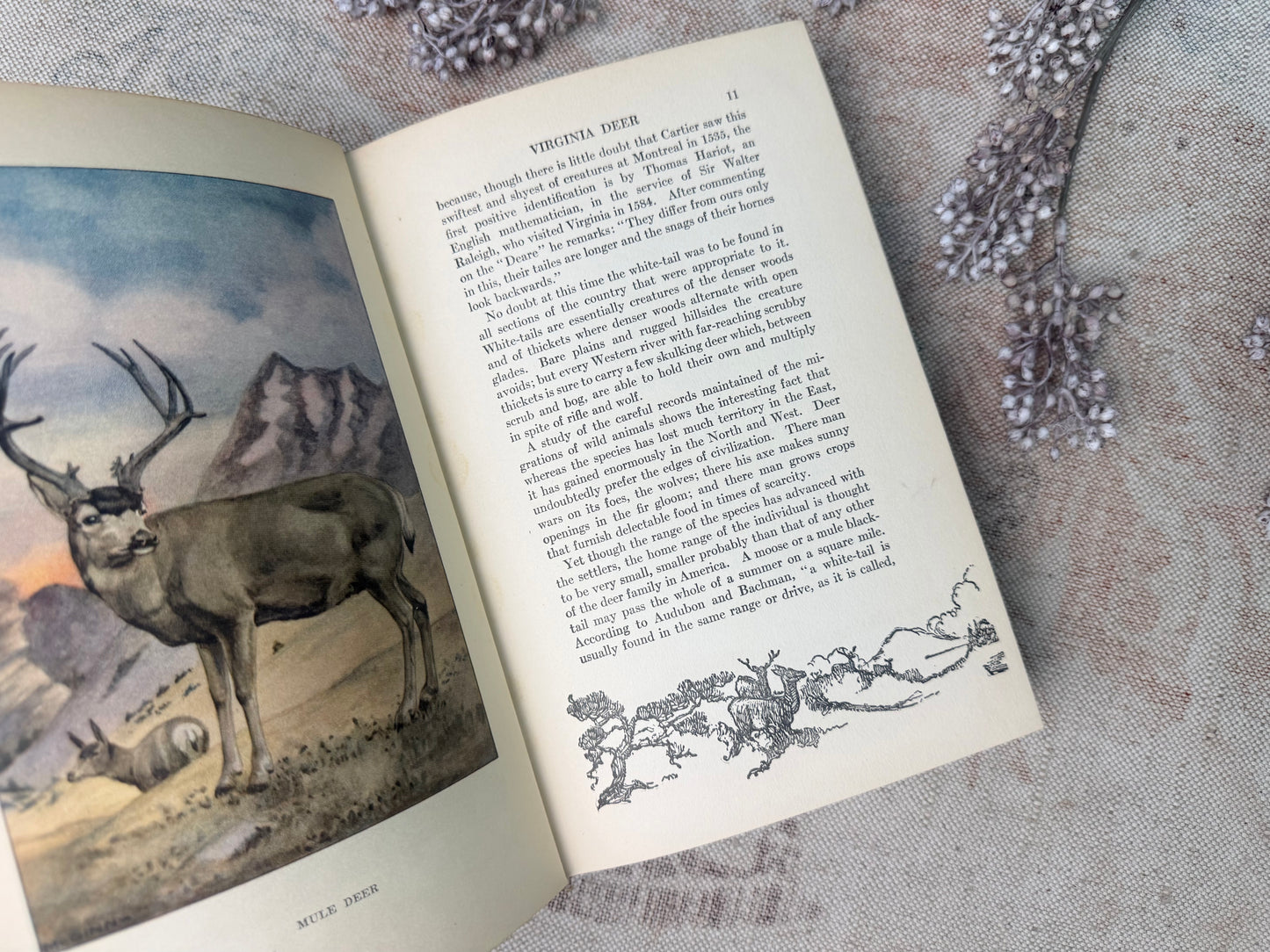 The Nature Library- Animals