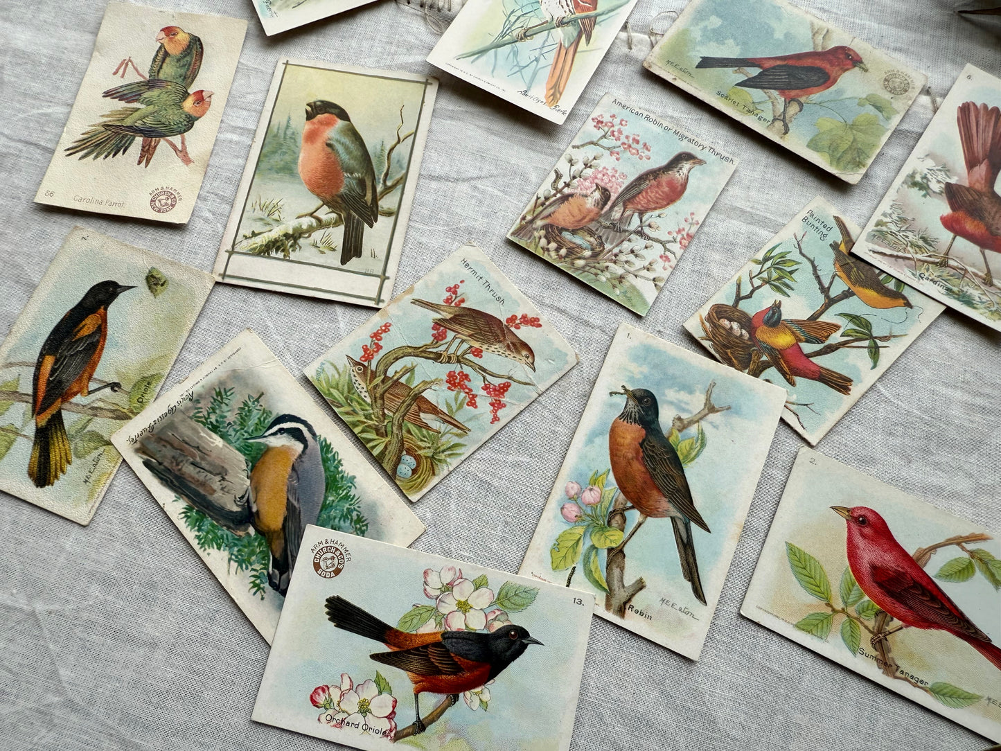 Vintage Bird Trading Cards