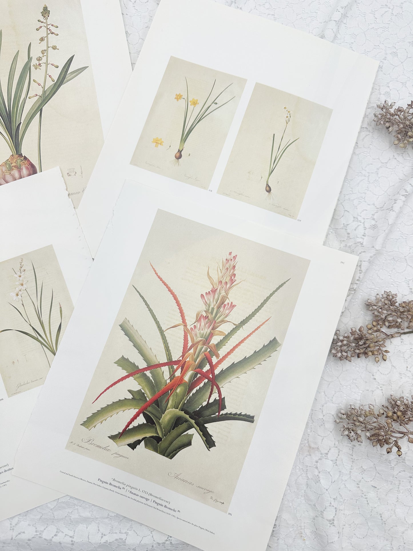 Botanical Print Set