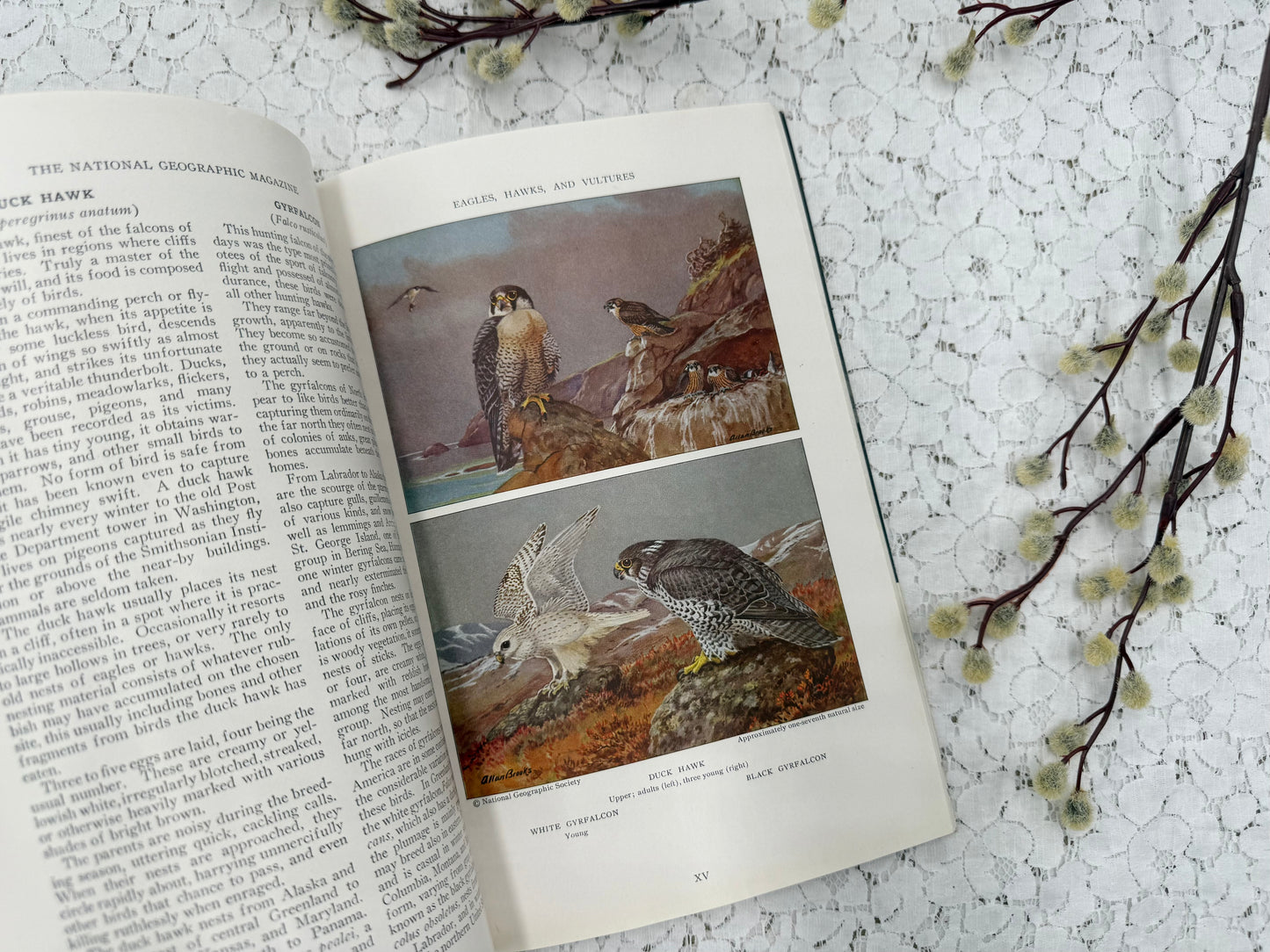 National Geographic with Bird Plates