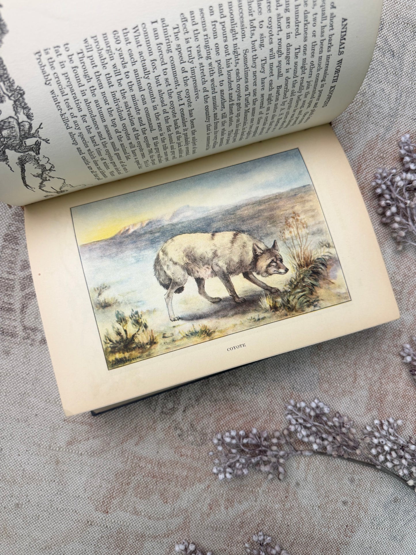 The Nature Library- Animals