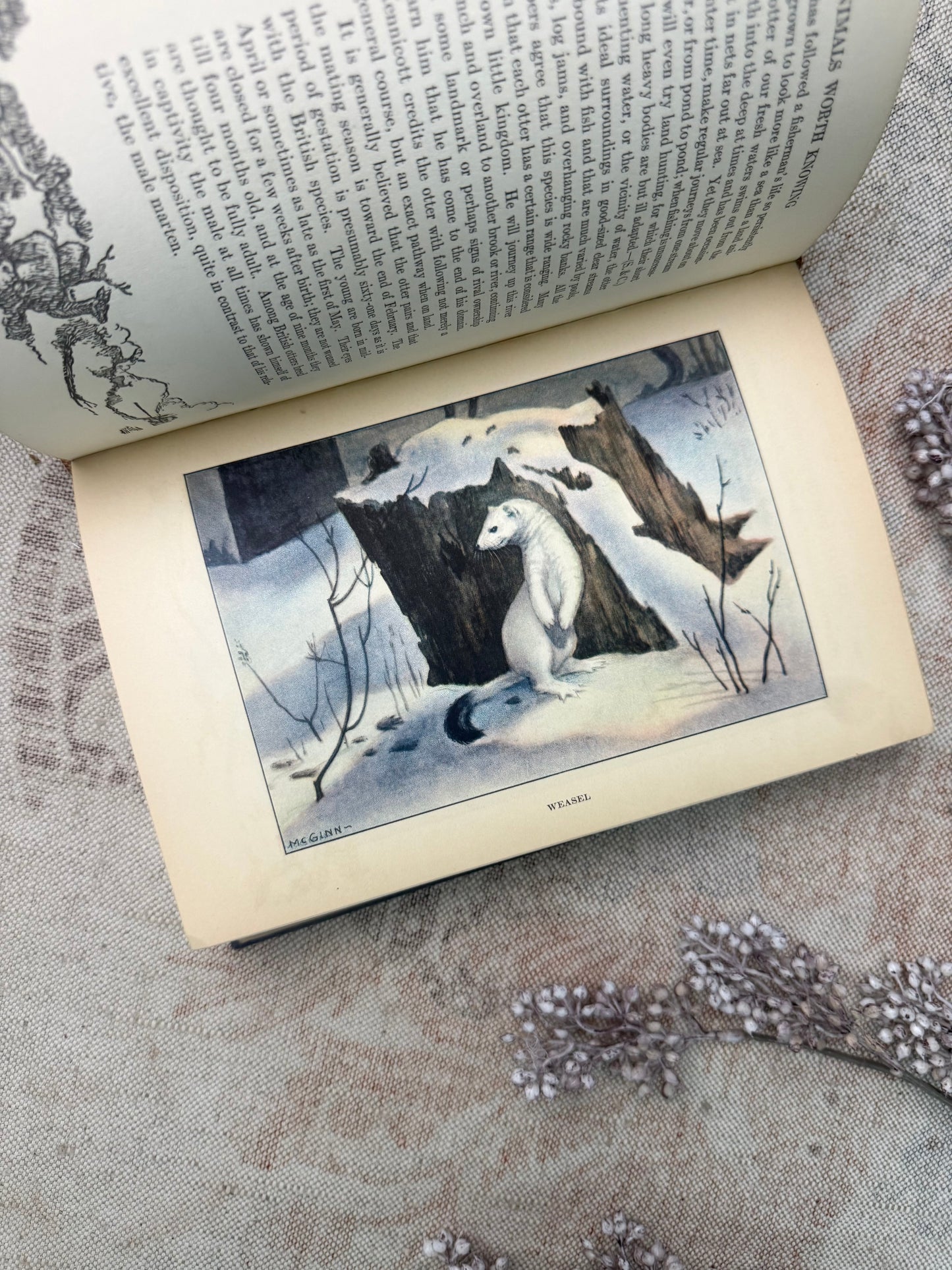 The Nature Library- Animals