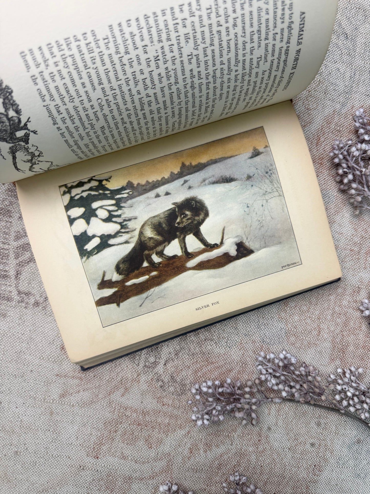 The Nature Library- Animals