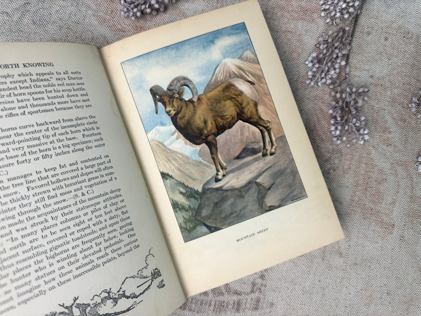 The Nature Library- Animals
