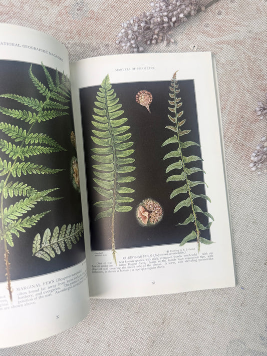 National Geographic Magazine