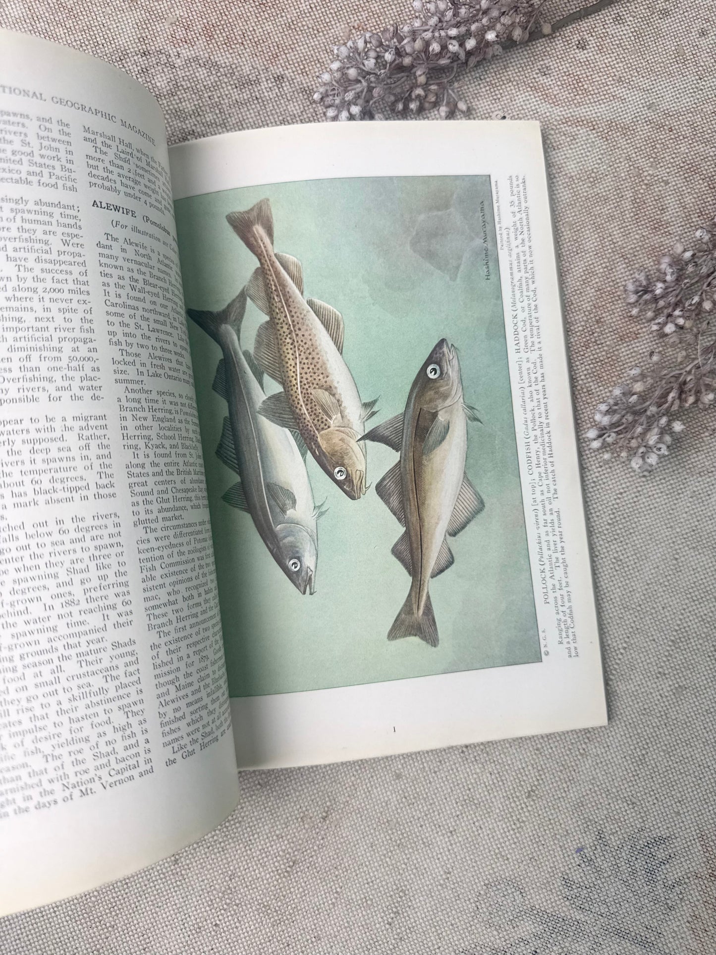 National Geographic Magazine