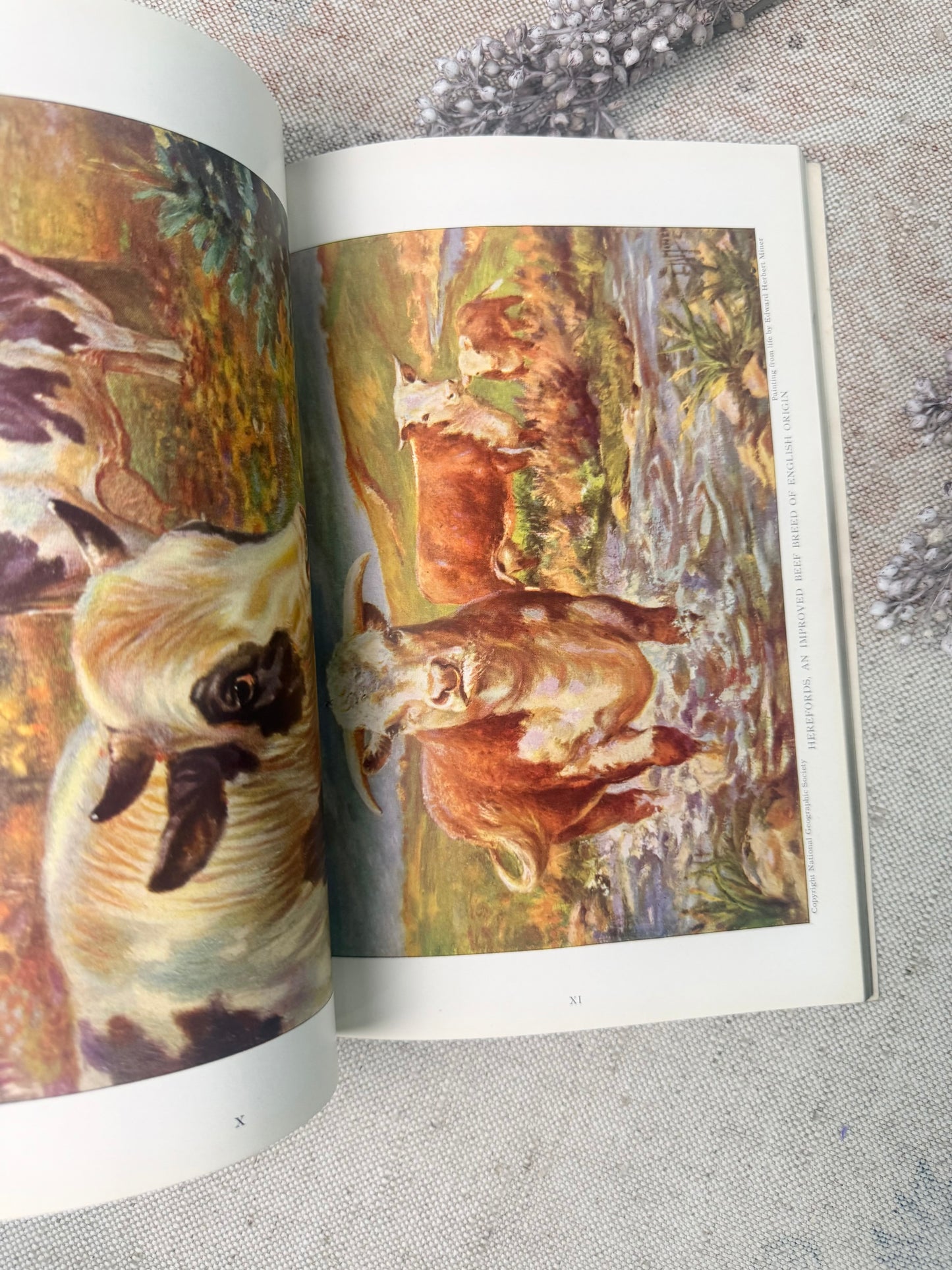 National Geographic Magazine