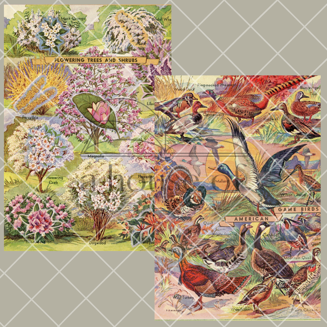Encyclopedia Pages- Digital Download