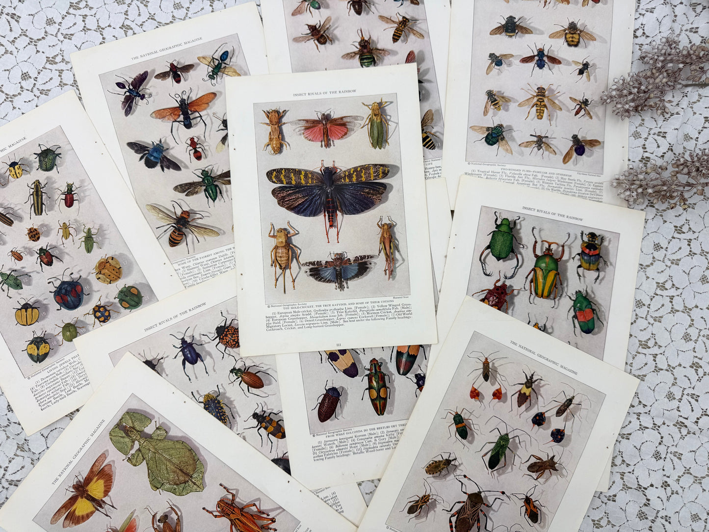 Vintage Insect Prints