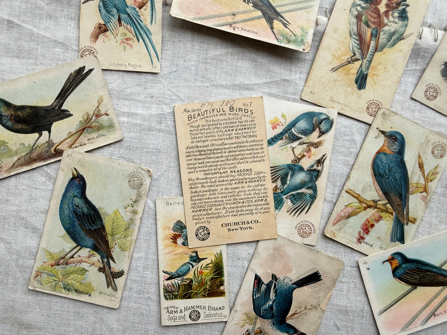 Vintage Bird Trading Card Set