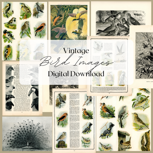 Bird Images- Digital Download