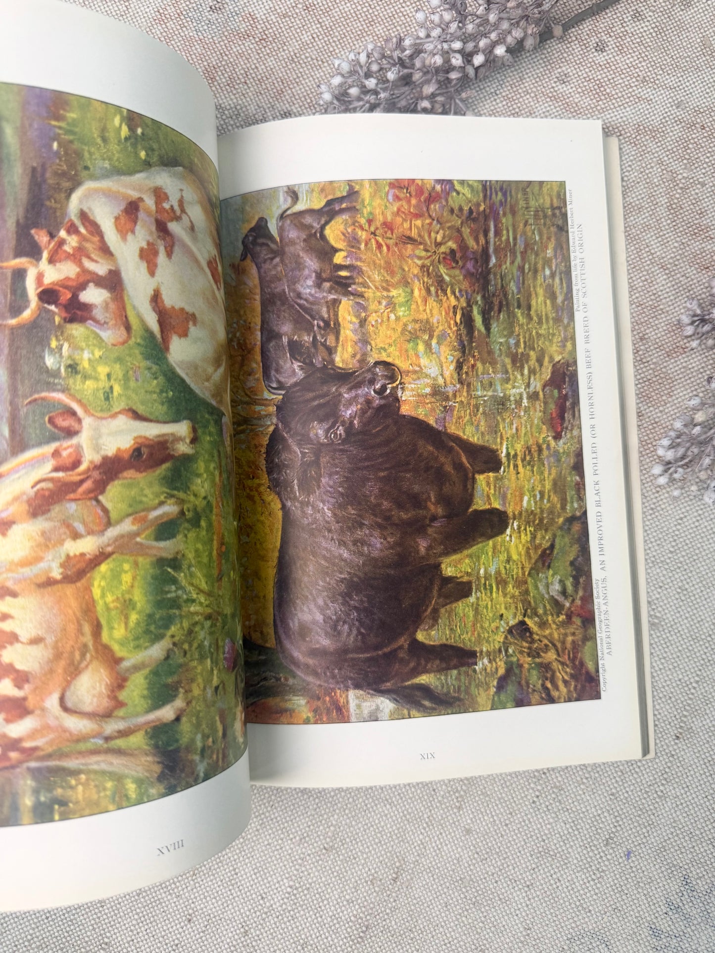 National Geographic Magazine